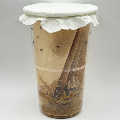 FFM-1 | Fruit fly medium - Drosophila melanogaster and Drosophila hydei