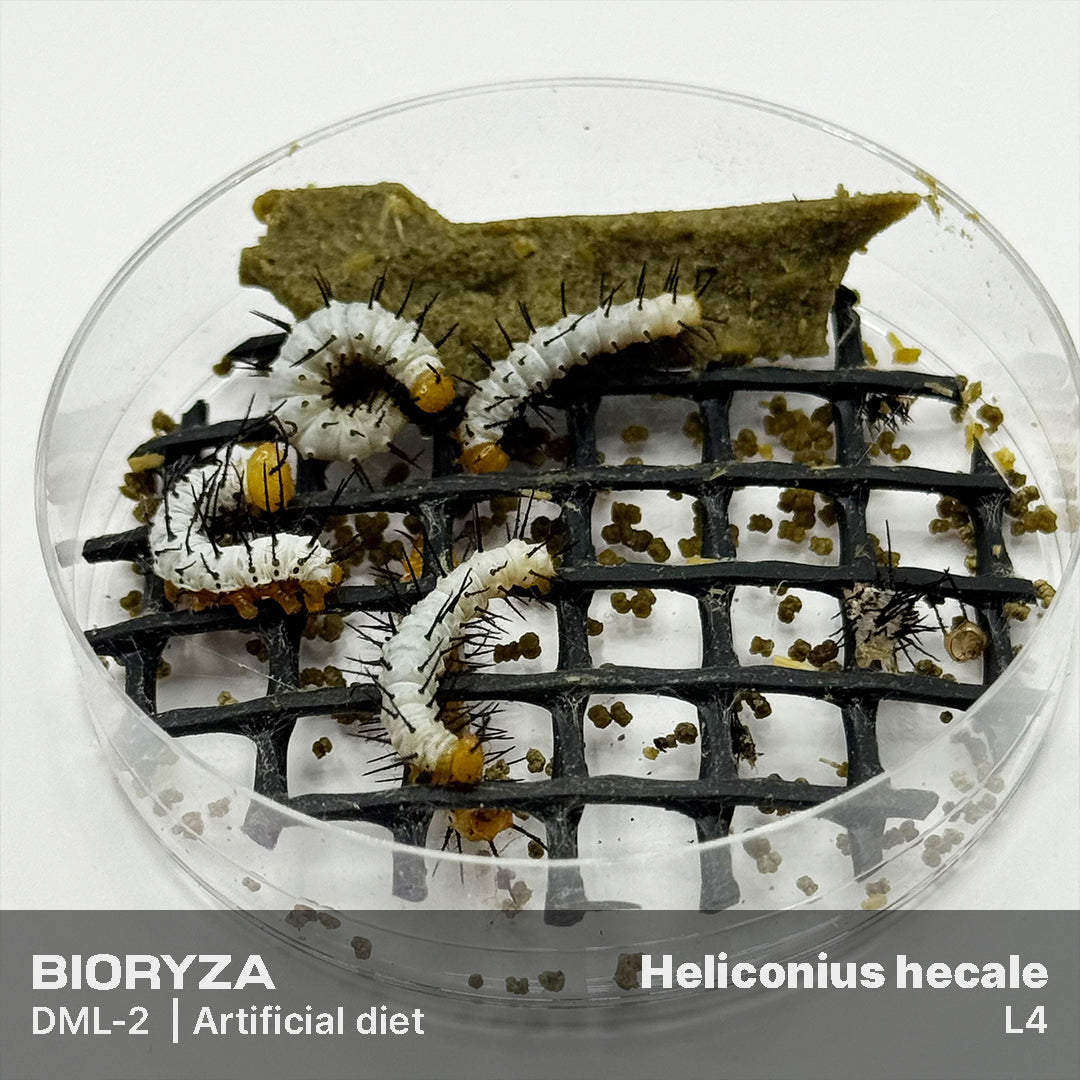 DML-2 | Artificial diet for day butterflies