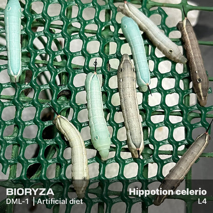 DML-1 | Artificial diet for Sphingidae and Arctiinae