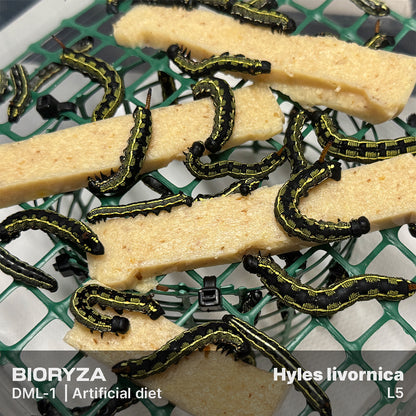 DML-1 | Artificial diet for Sphingidae and Arctiinae