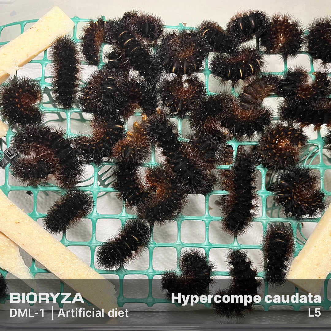 DML-1 | Artificial diet for Sphingidae and Arctiinae