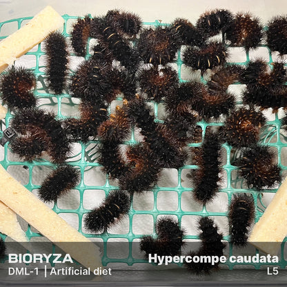 DML-1 | Artificial diet for Sphingidae and Arctiinae