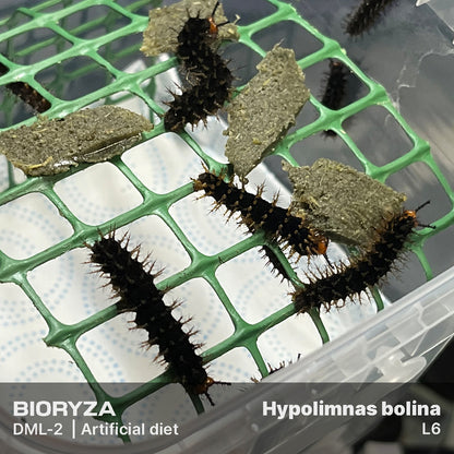 DML-2 | Artificial diet for day butterflies