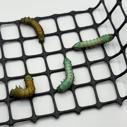 DML-4 | Artificial diet for Saturniidae and Painted Lady