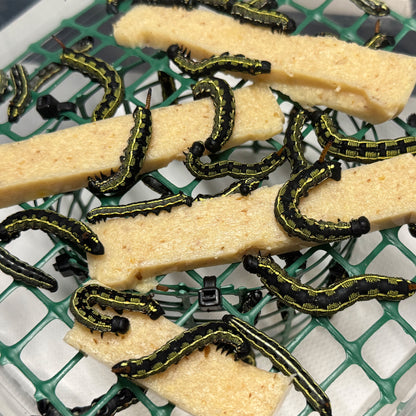 DML-1 | Artificial diet for Sphingidae