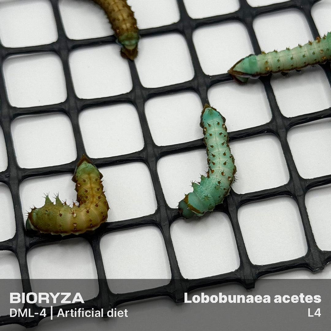 DML-4 | Artificial diet for Saturniidae and Painted Lady