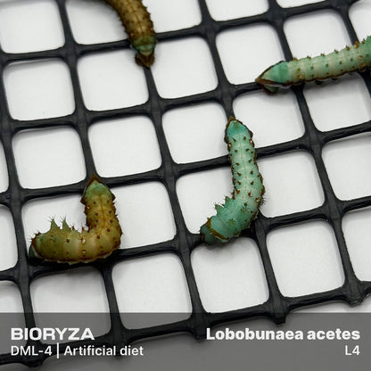 DML-4 | Artificial diet for Saturniidae and Painted Lady