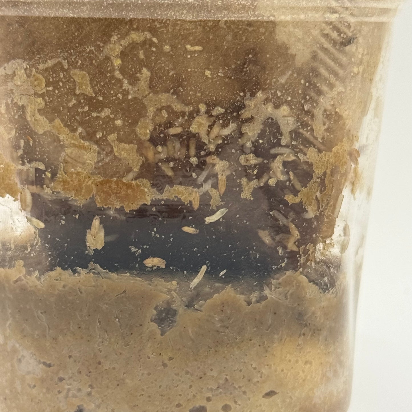 FFM-1 | Fruit fly medium - Drosophila melanogaster and Drosophila hydei