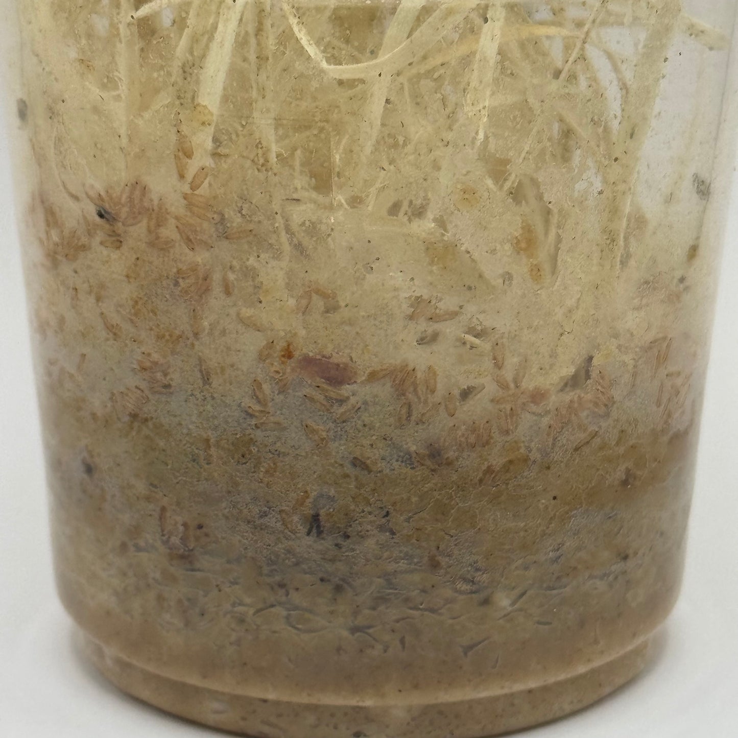 FFM-1 | Fruit fly medium - Drosophila melanogaster and Drosophila hydei