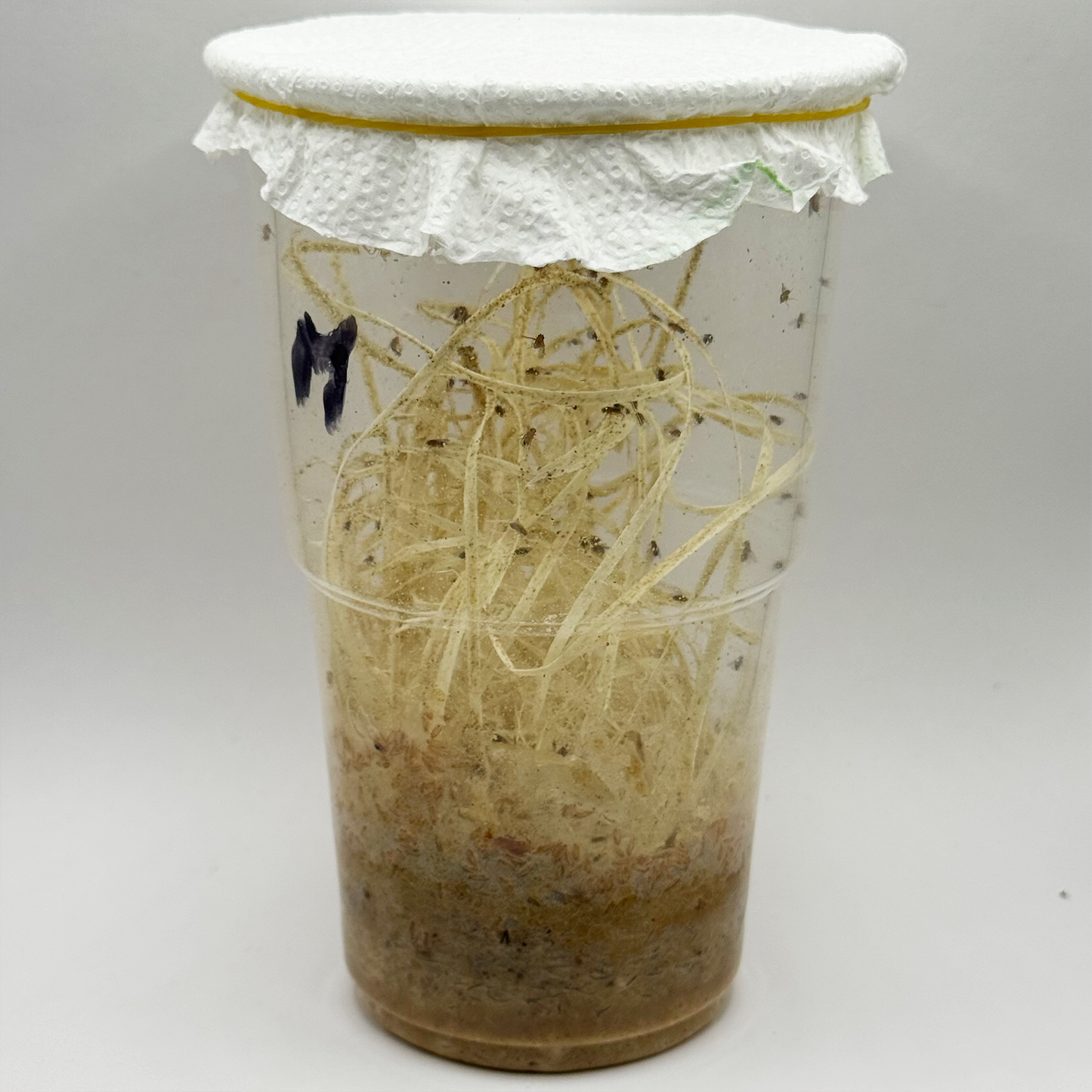 FFM-1 | Fruit fly medium - Drosophila melanogaster and Drosophila hydei