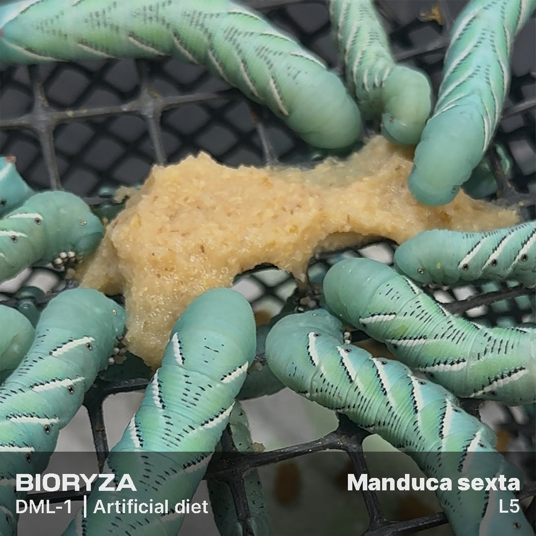DML-1 | Artificial diet for Sphingidae and Arctiinae