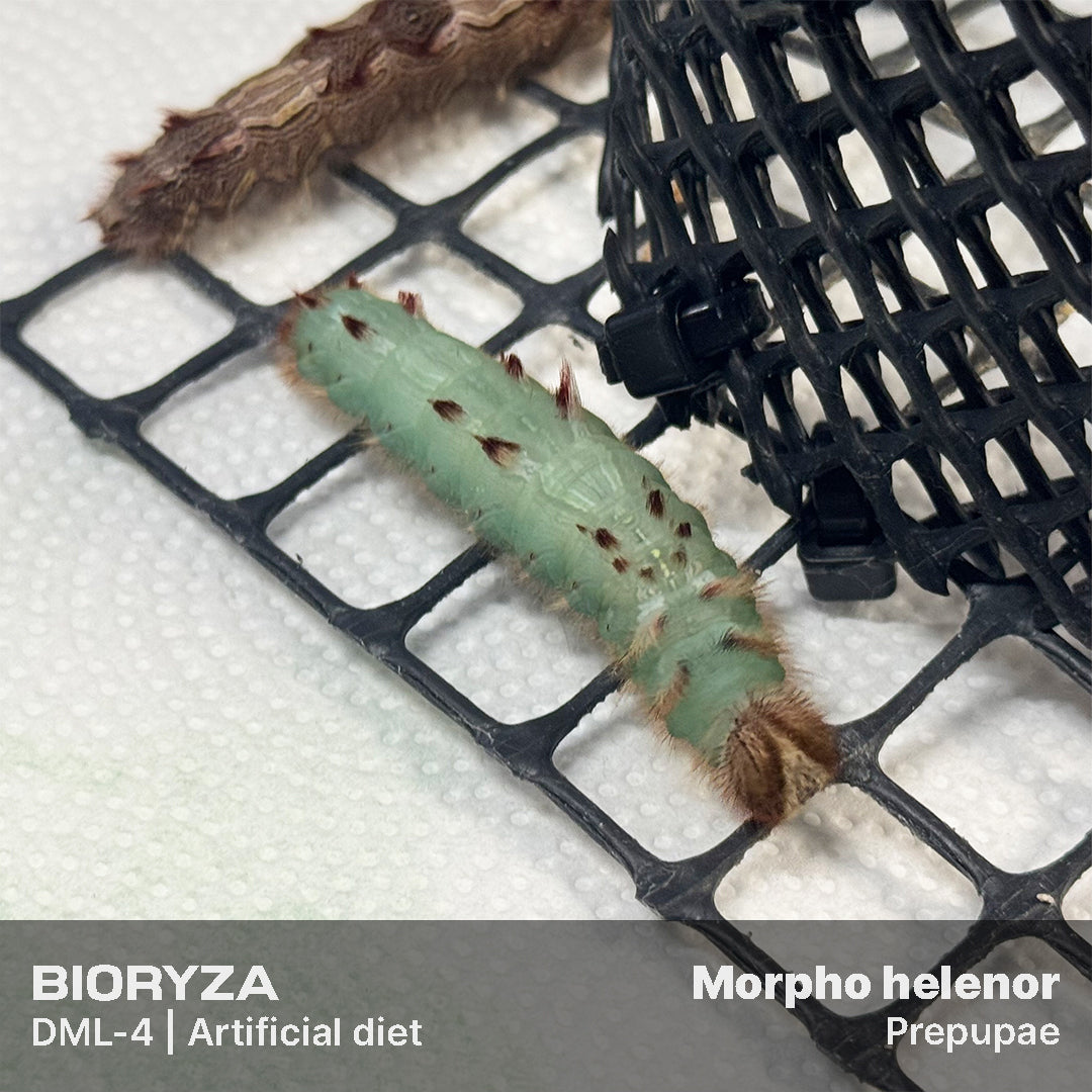 DML-4 | Artificial diet for Saturniidae and Painted Lady