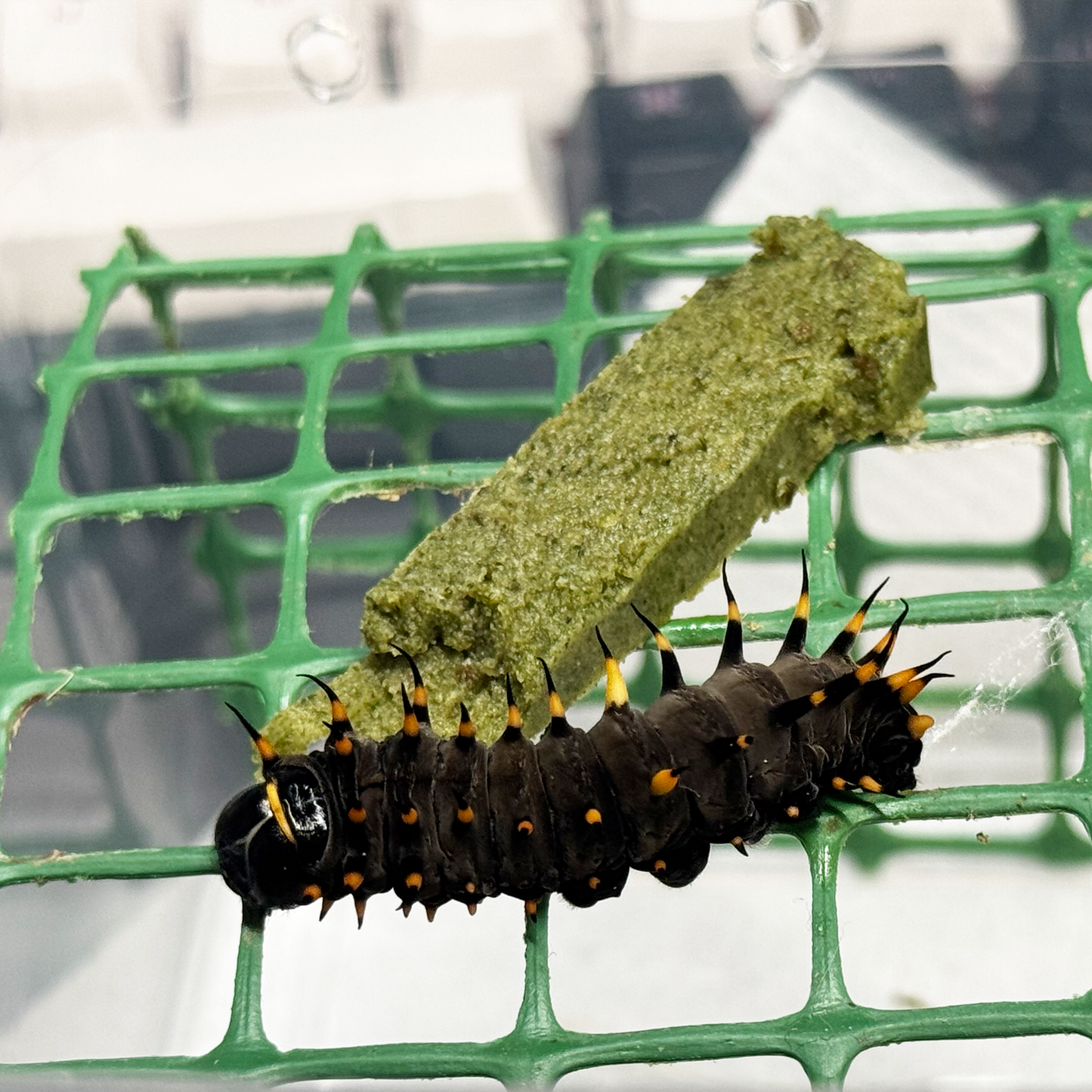 DML-2 | Artificial diet for day butterflies