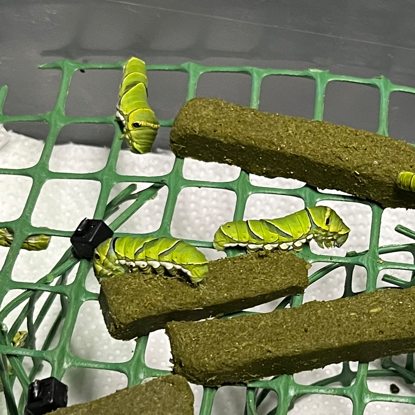 artificial diet chow swallowtails
