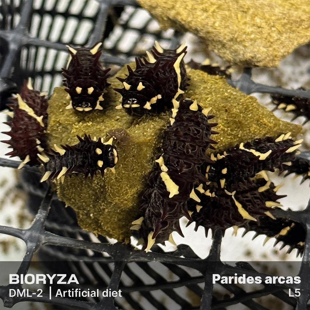 DML-2 | Artificial diet for day butterflies