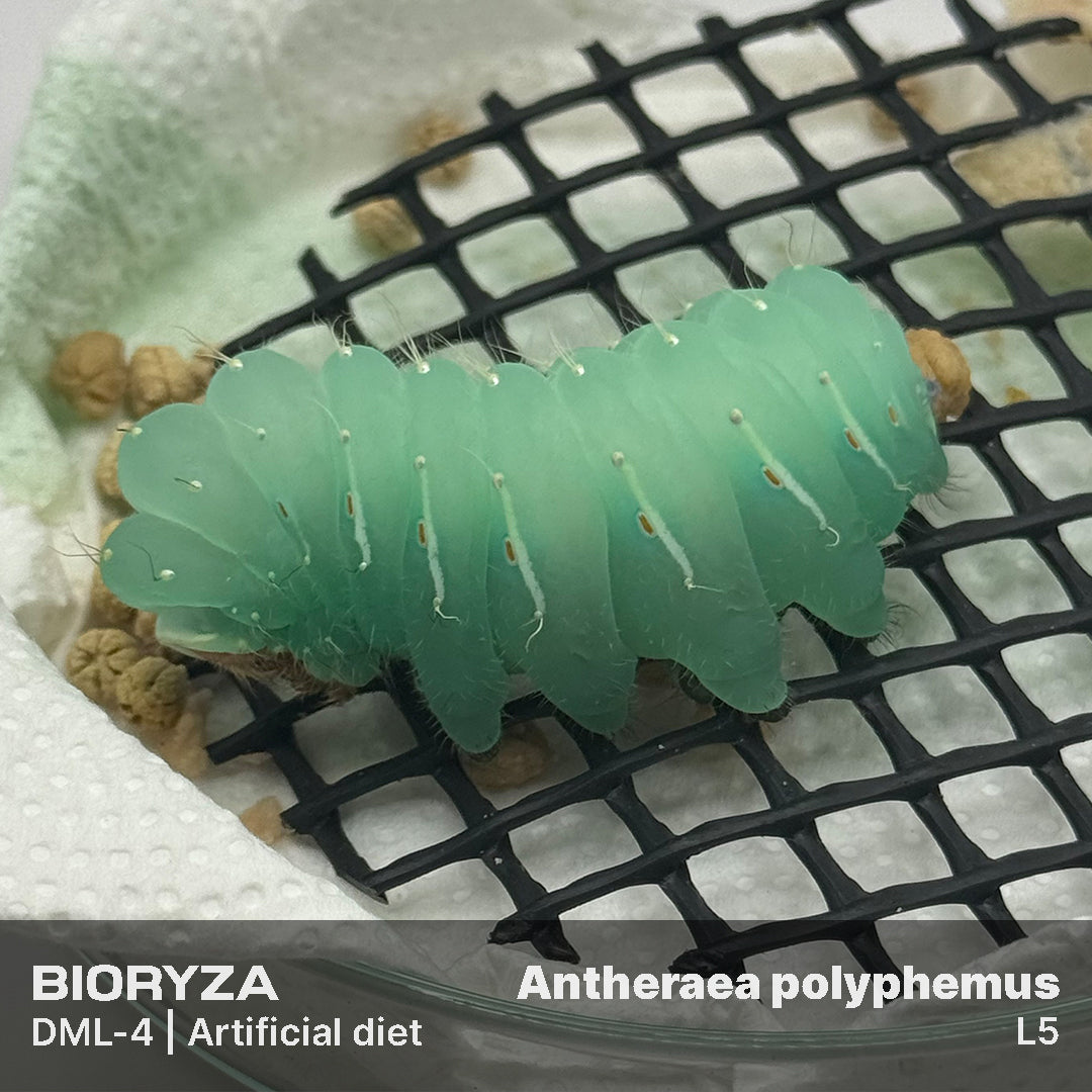 DML-4 | Artificial diet for Saturniidae and Painted Lady