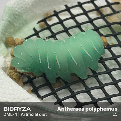 DML-4 | Artificial diet for Saturniidae and Painted Lady
