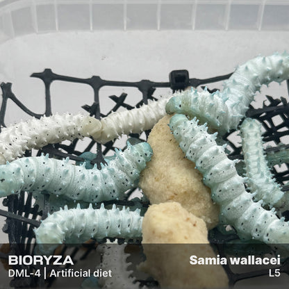 DML-4 | Artificial diet for Saturniidae and Painted Lady