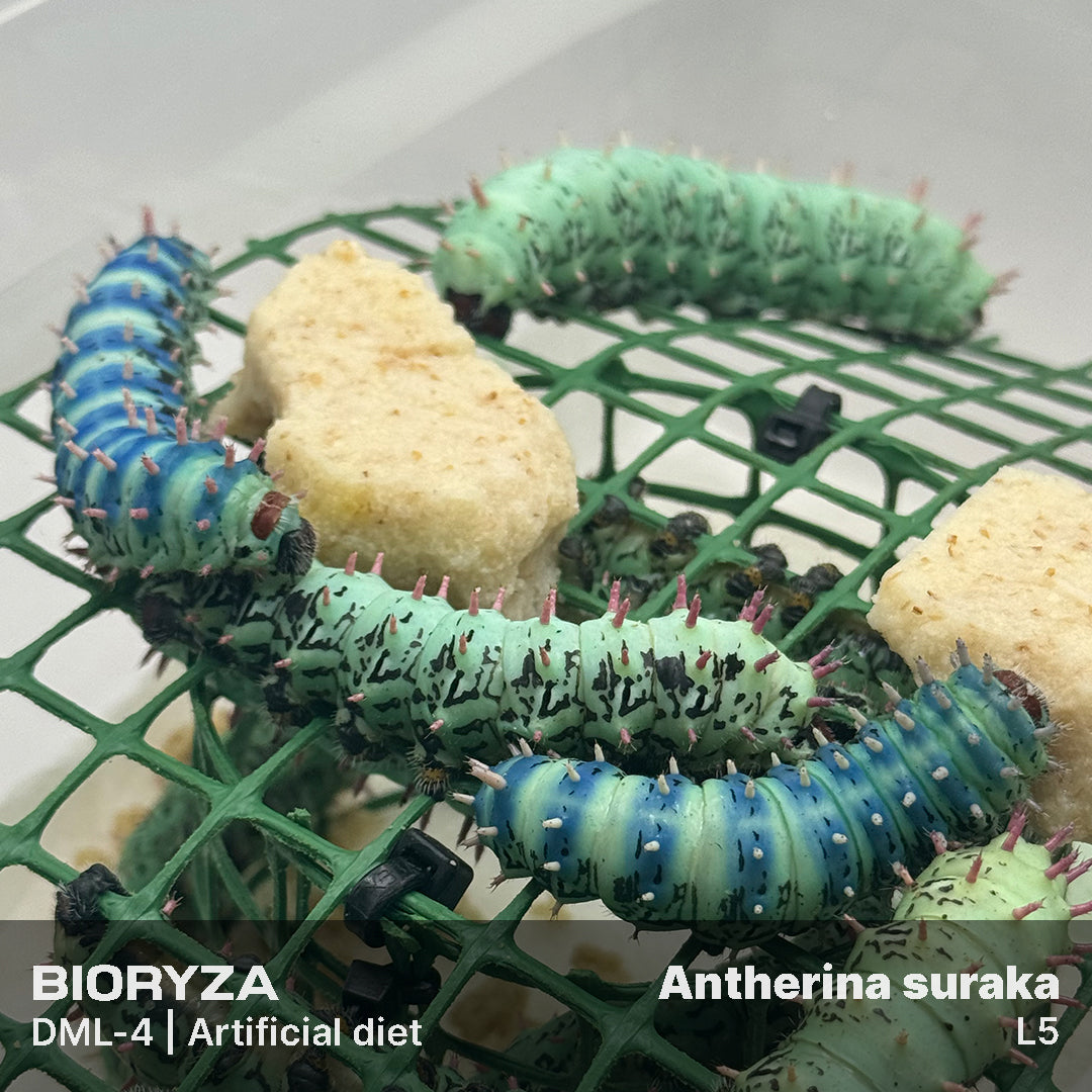 DML-4 | Artificial diet for Saturniidae and Painted Lady