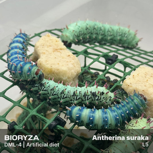 DML-4 | Artificial diet for Saturniidae and Painted Lady