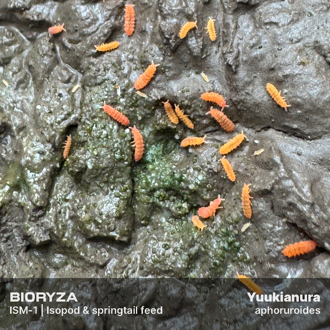 Mineralized Clay For Springtails culture